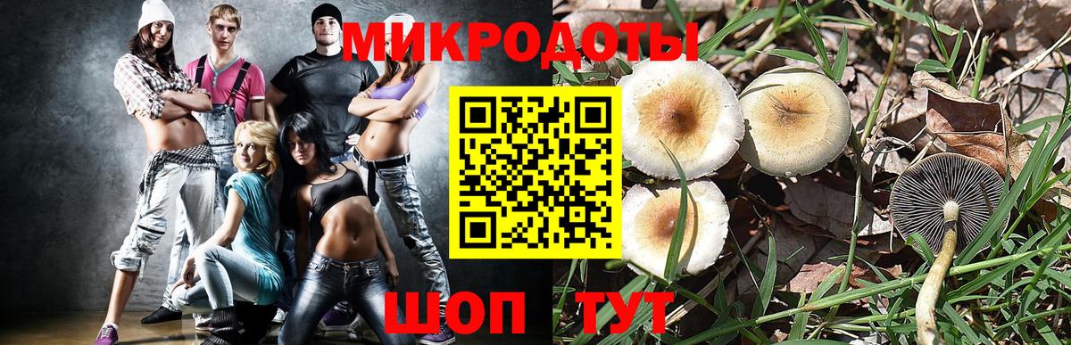 Галлюциногенные грибы Psilocybine cubensis Лениногорск